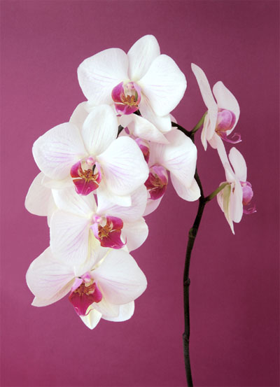 用Photoshop合成牛奶和鮮花實(shí)例_軟件自學(xué)網(wǎng)